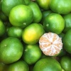 Quýt đường tươi ngon, VietGAP